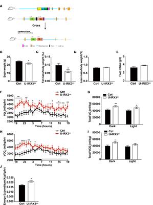 IRX3 Overexpression Enhances Ucp1 Expression In Vivo